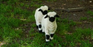 Photo credit: Celeste Brown