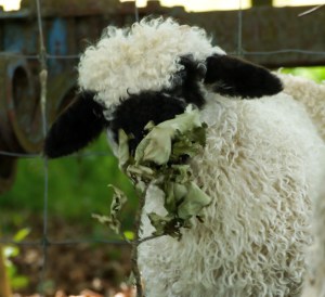 Photo credit: Celeste Brown