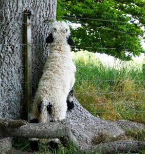 Photo credit: Celeste Brown