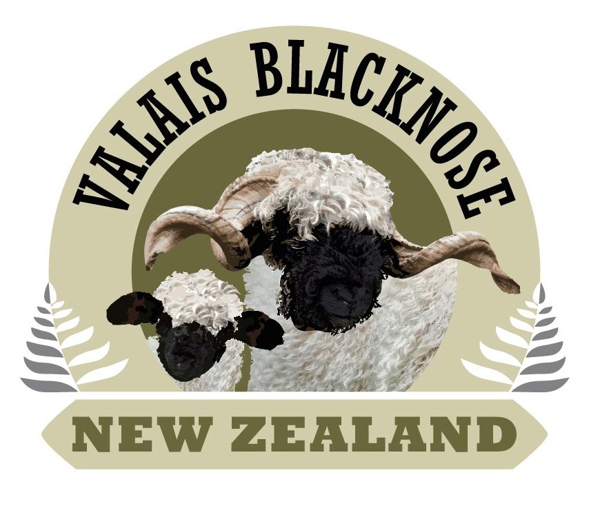Valais Blacknose New Zealand